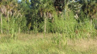 14 14th St, Haines City, FL 33844
